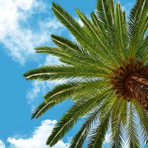 آسمان مجازی طرح درختان و نخل