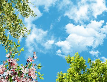 آسمان مجازی درختان بهاری و آسمان درختان چنار و گلهای زیبا