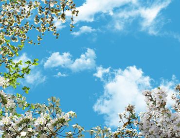 آسمان مجازی درختان بهاری و آسمان شکوفه های سفید بهاری