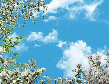 آسمان مجازی درختان بهاری و آسمان شکوفه های سفید بهاری
