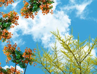آسمان مجازی درختان بهاری و آسمان گل طاووس و برگهای ریز