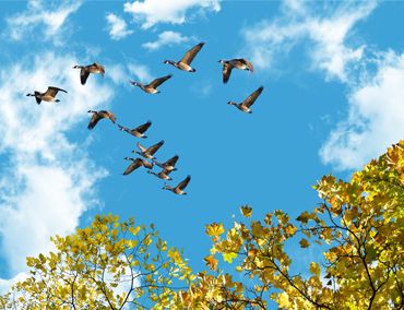 آسمان مجازی درختان جنگلی و فصل ها پاییز و کوچ پرندگان
