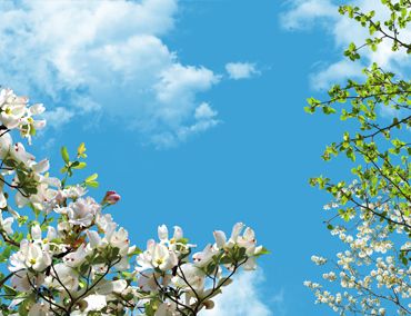 آسمان مجازی درختان بهاری و آسمان گلبرگ های سفید و سبز