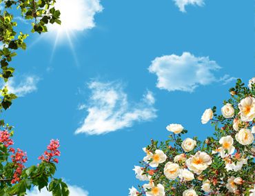 آسمان مجازی درختان بهاری و آسمان گلهای رز و شادابی