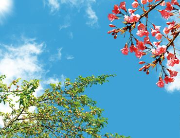 آسمان مجازی درختان بهاری و آسمان گلهای شیپوری و انار