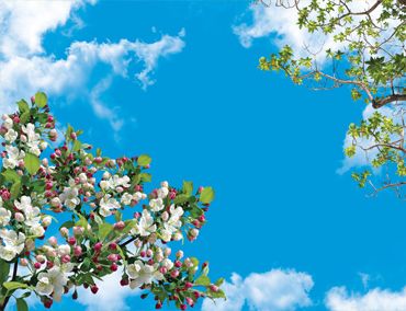 آسمان مجازی درختان بهاری و آسمان-شکوفه های سیب