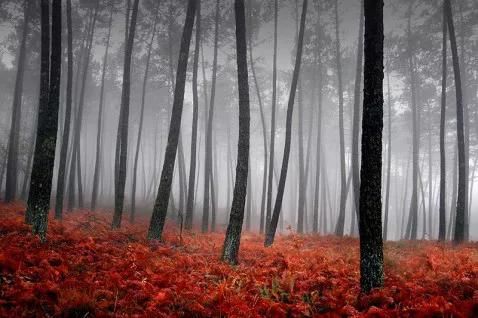 بوم کنواس جنگل مه آلود