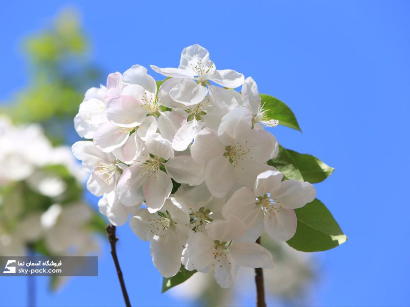 آسمان مجازی طرح شکوفه بهاری