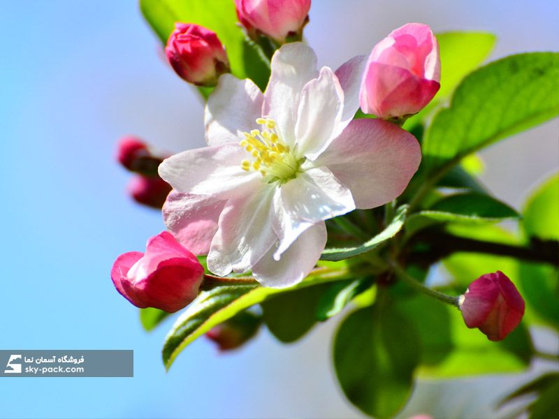 آسمان مجازی طرح غنچه شکوفه بهاری