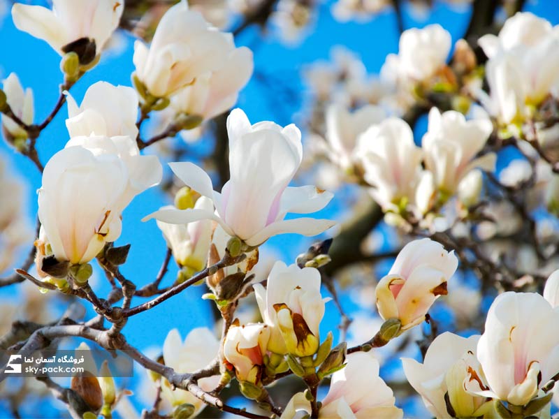 آسمان مجازی طرح غنچه بادام 