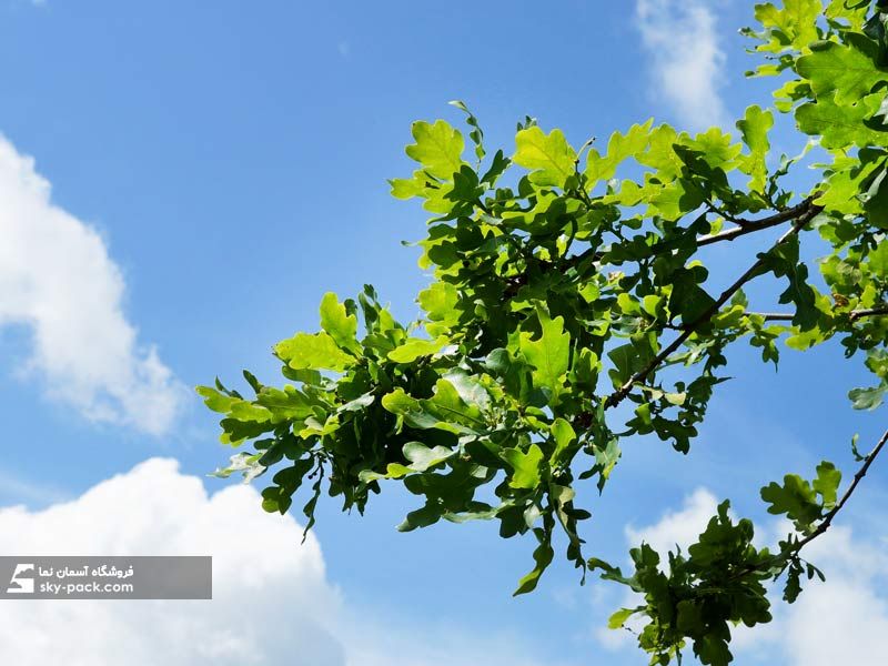 آسمان مجازی طرح برگ پنجه ای و آسمان