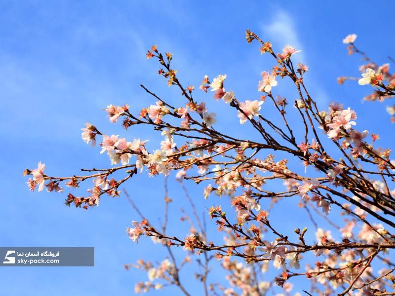 آسمان مجازی طرح شکوفه و آسمان