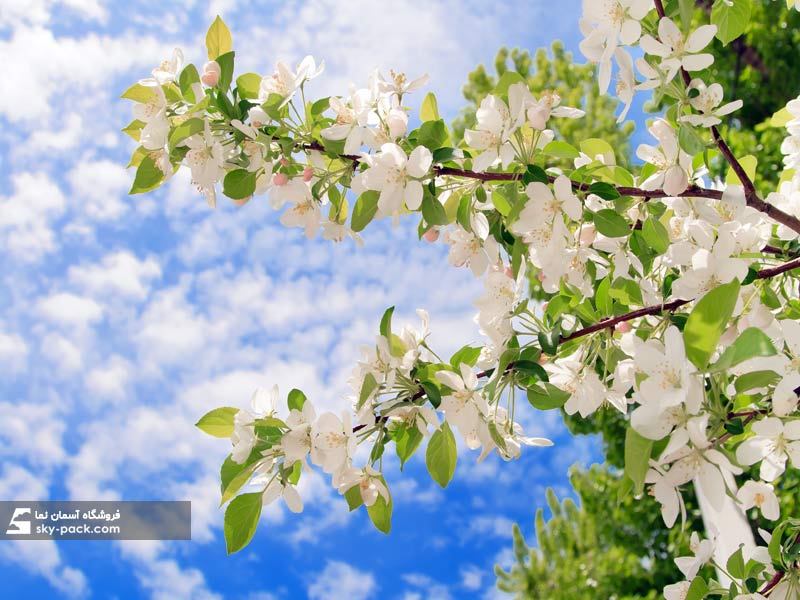 آسمان مجازی طرح شکوفه بهاری و آسمان ابری