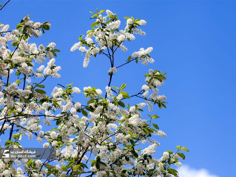 آسمان مجازی طرح درخت ریز شکوفه