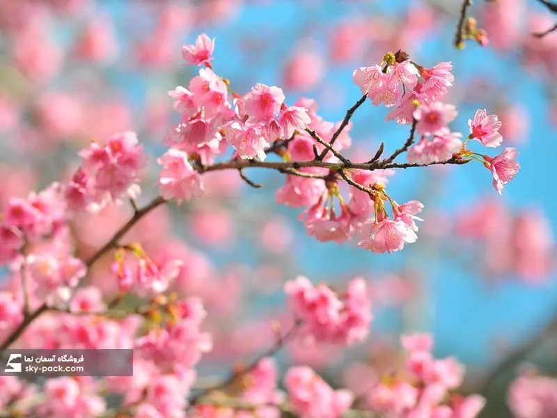 آسمان مجازی طرح شکوفه صورتی بهاری