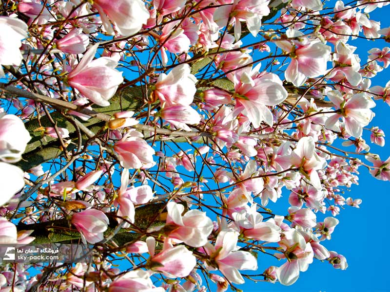 آسمان مجازی طرح مگنولیا