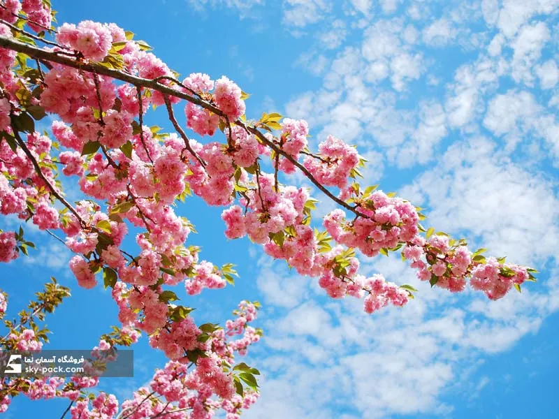 آسمان مجازی طرح شاخه آویزان صورتی