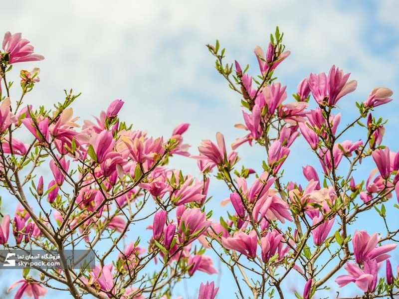 آسمان مجازی طرح گل مگلونیا