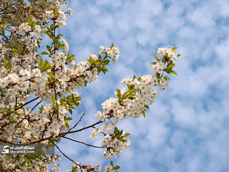 آسمان مجازی طرح شکوفه های خندان