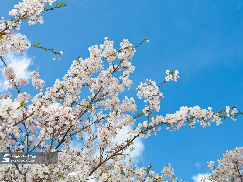 آسمان مجازی طرح شکوفه های سفید ژاپنی
