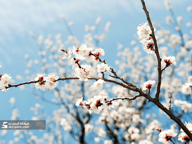 آسمان مجازی طرح شکوفه های گیلاس شیرین