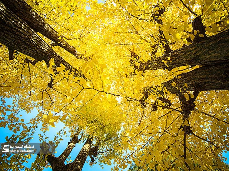 آسمان مجازی طرح پاییز جنگل
