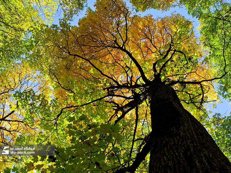  آسمان مجازی طرح درخت گراو