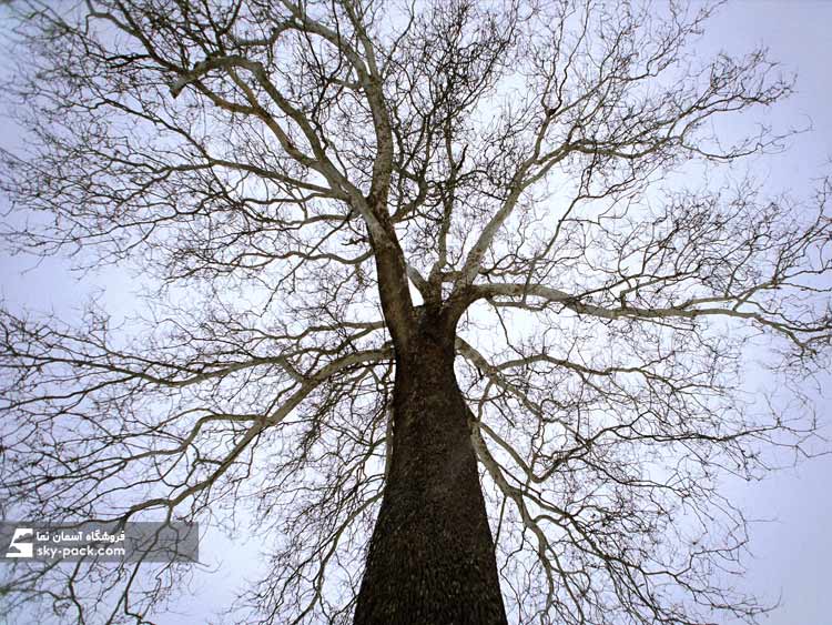 آسمان مجازی طرح درخت و آسمان