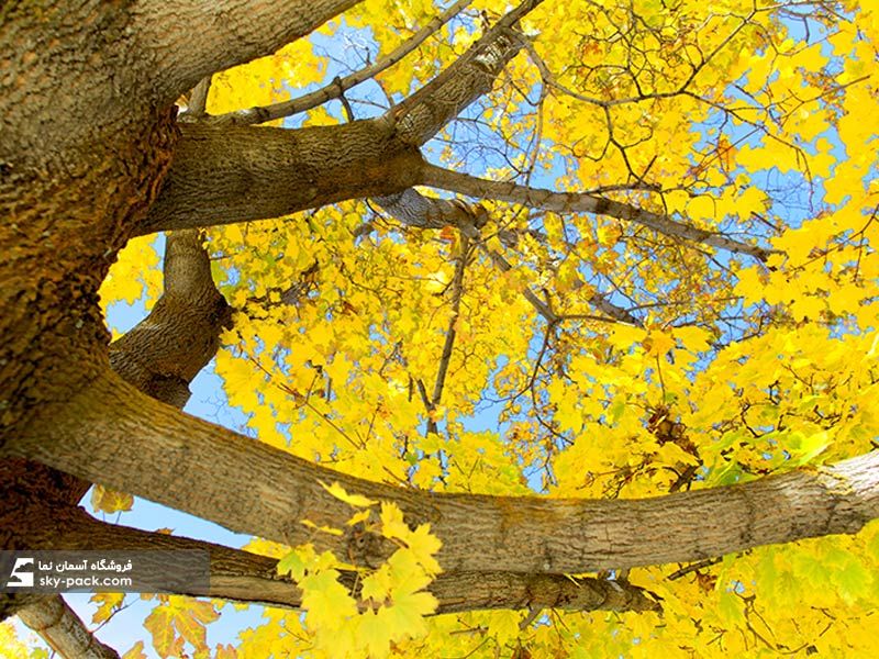 طرح آسمان مجازی درخت پاییزی