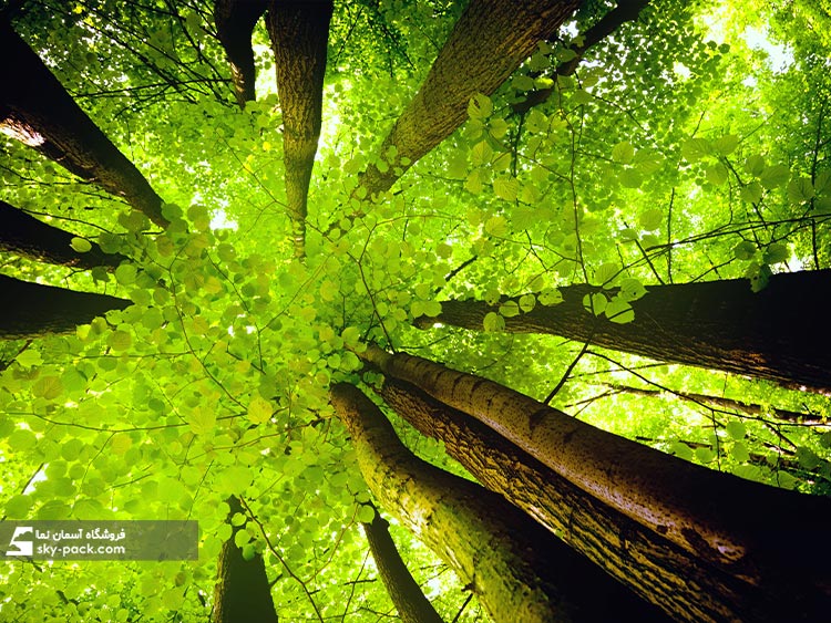 آسمان مجازی طرح درختان جنگلی