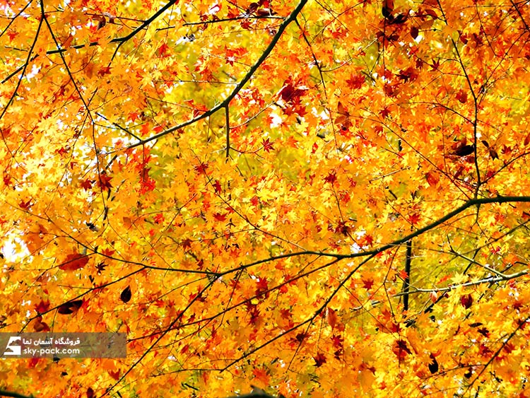 آسمان مجازی طرح پاییز و شاخه ها