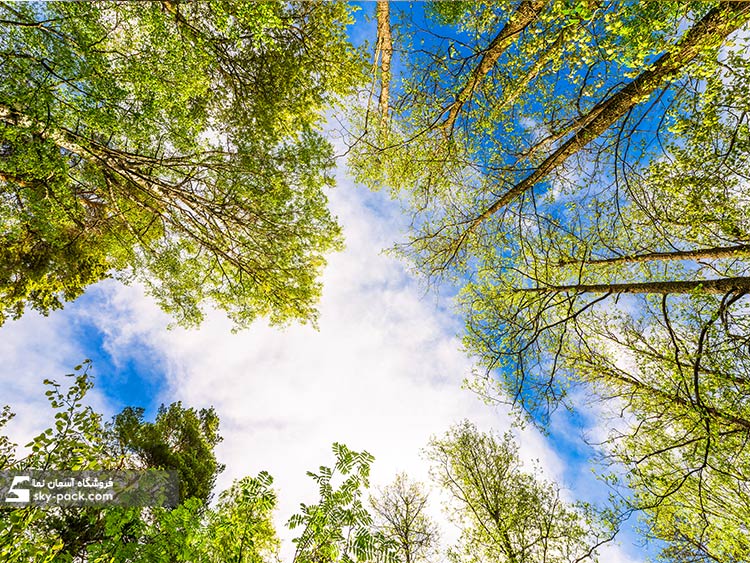 آسمان مجازی طرح درخت سبز