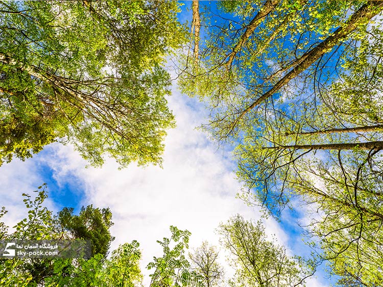 آسمان مجازی طرح درخت