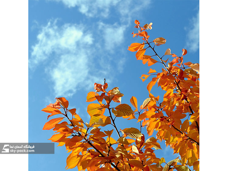 آسمان مجازی طرح درخت نارنجی پاییزی