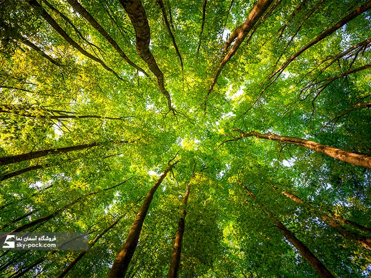 آسمان مجازی طرح جنگل