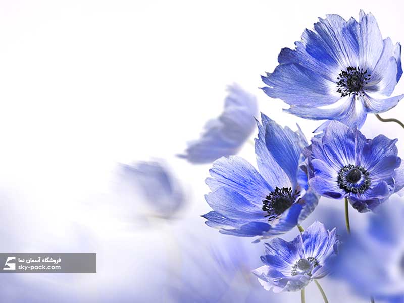 آسمان مجازی طرح گل بنفش 