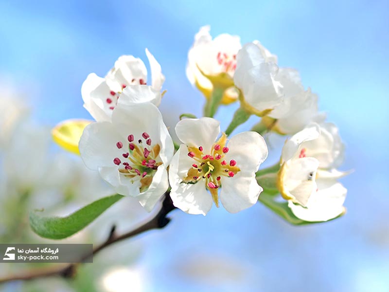 آسمان مجازی طرح شکوفه ، کد 34115