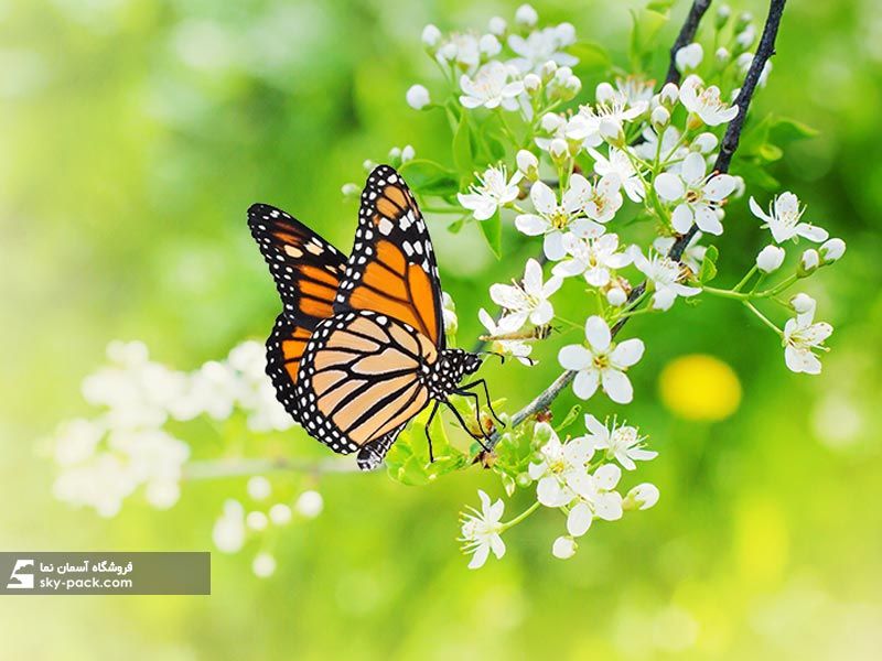 آسمان مجازی طرح گل بهار ، کد 34116