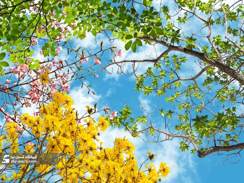 آسمان مجازی طرحآسمان پر درخت