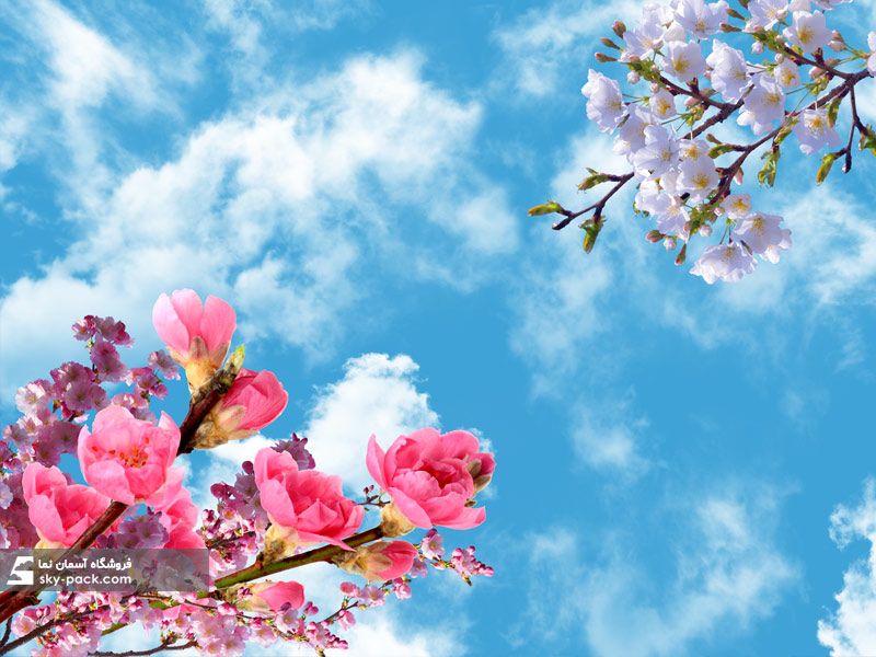 آسمان مجازی طرح گلبرگ صورتی و شکوفه سیب