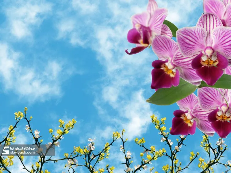 آسمان مجازی طرح گل ارکیده