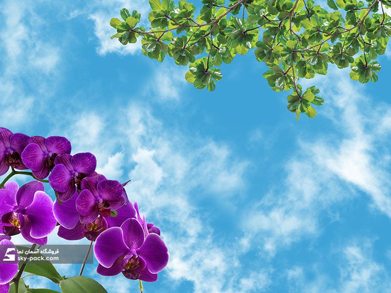 آسمان مجازی طرح گل بنفش
