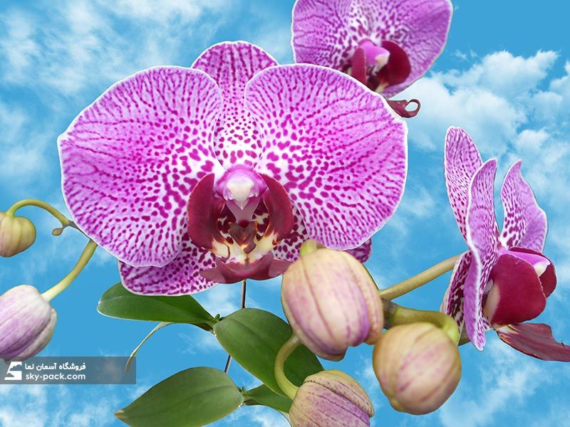 آسمان مجازی گل ارکیده بنفش بزرگ
