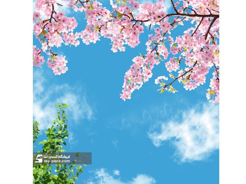آسمان مجازی شکوفه های میوه گیلاس