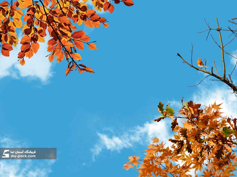 آسمان مجازی طرح برگ های پاییزی و پرنده