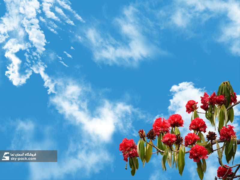 آسمان مجازی طرح گلهای قرمز هیمالیا