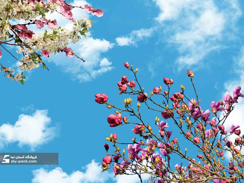 آسمان مجازی طرح شکوفه درخت مگلونیا و گیلاس چینی
