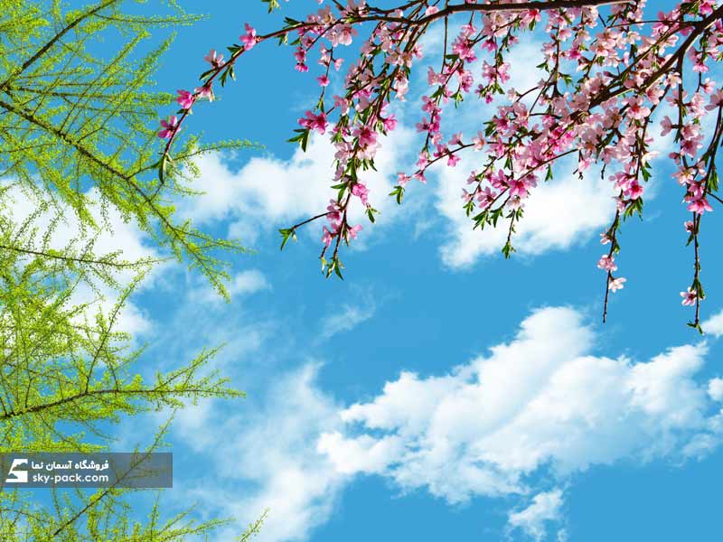 آسمان مجازی طرح درخت بهار با شکوفه های هلو