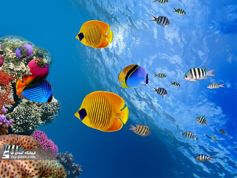 آسمان مجازی ماهی و آکواریوم  طرح ماهی صخره های مرجانی