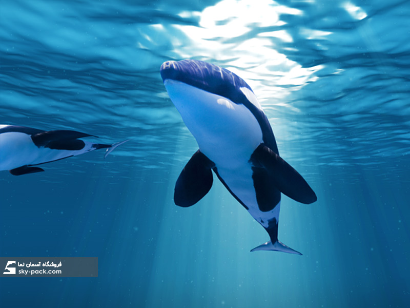 آسمان مجازی دلفین طرح نهنگ های  اقیانوس 